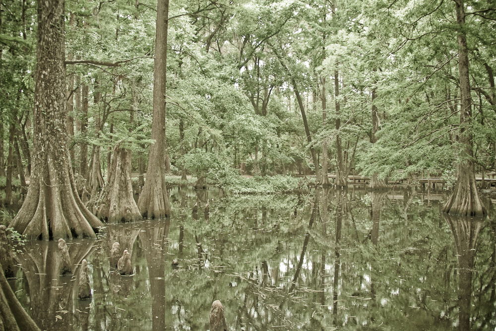 Mercer Arboretum