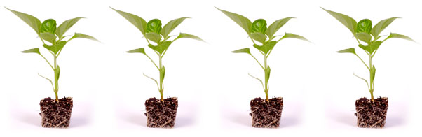 four pepper plants